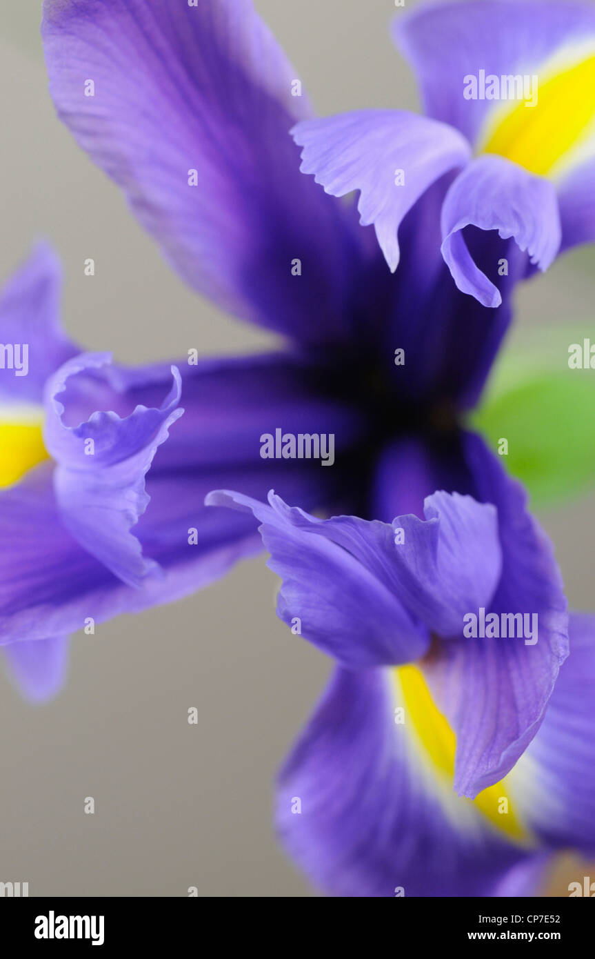 Cultivar Iris, Iris, bleu, gris. Banque D'Images