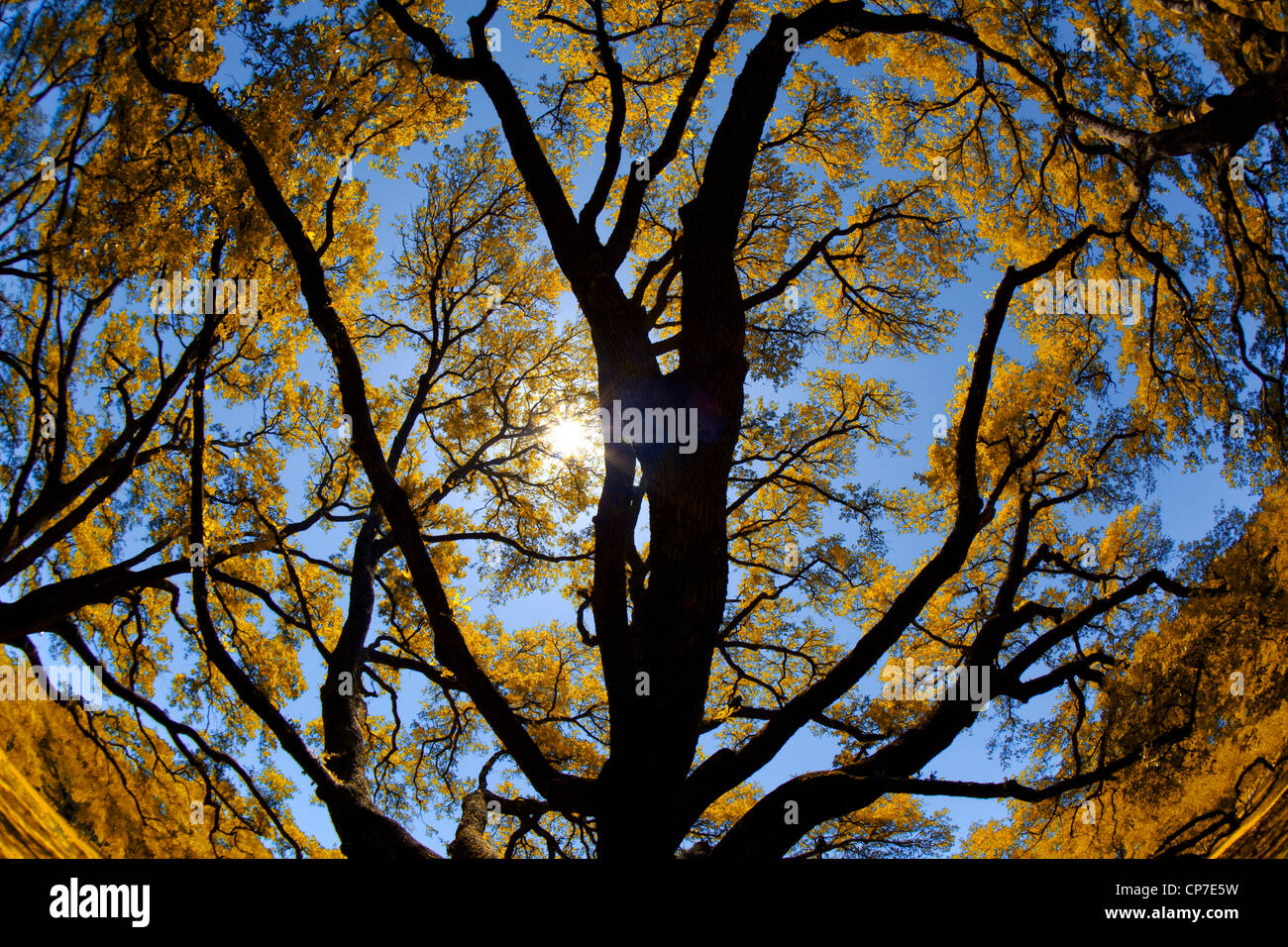 900 ans le chêne arbre - Centre du Texas dans l'infrarouge Banque D'Images