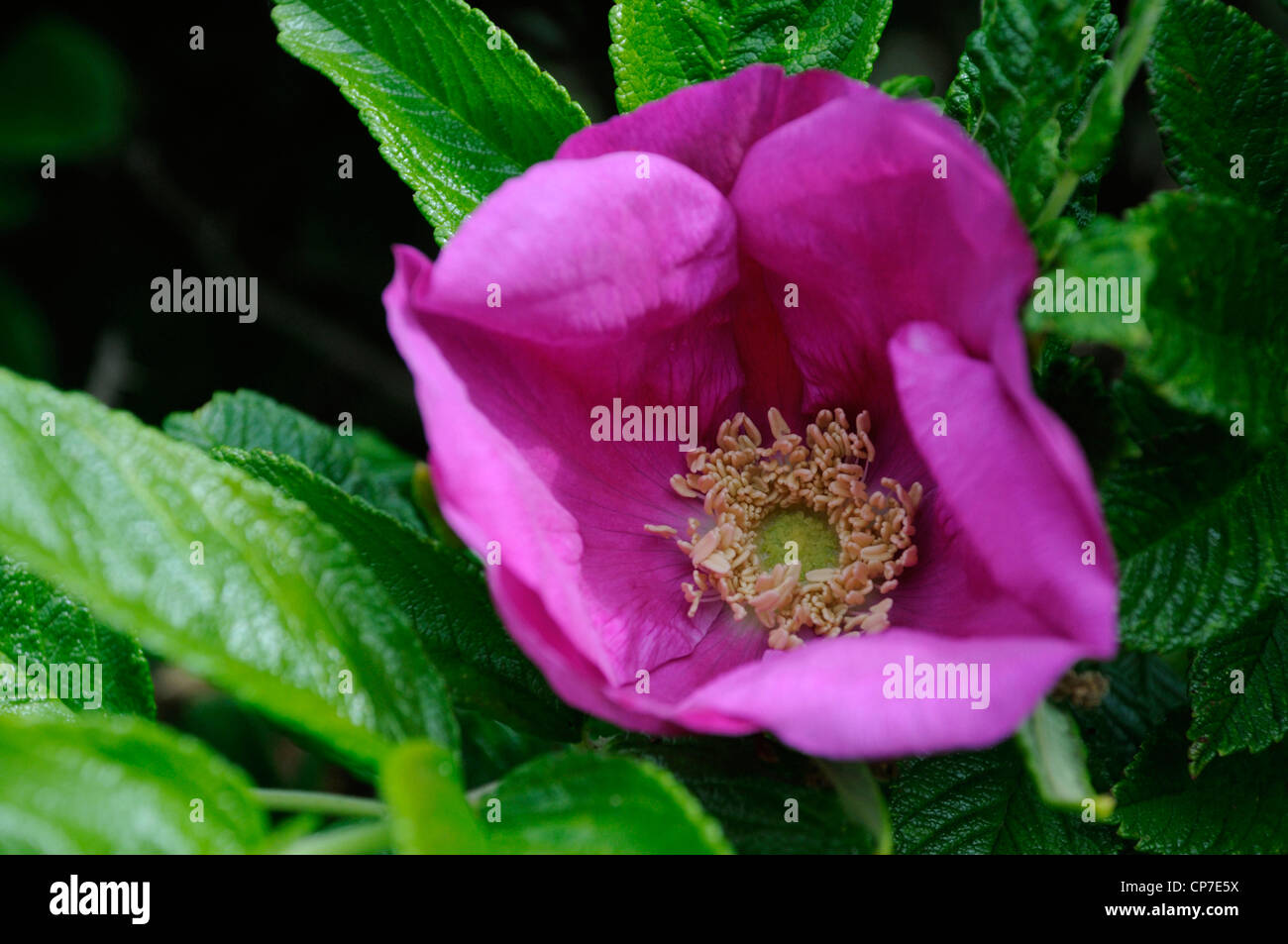 Rosa rugosa, Ramanas rose, rose unique fleur ouverte poussant sur un arbuste. Banque D'Images