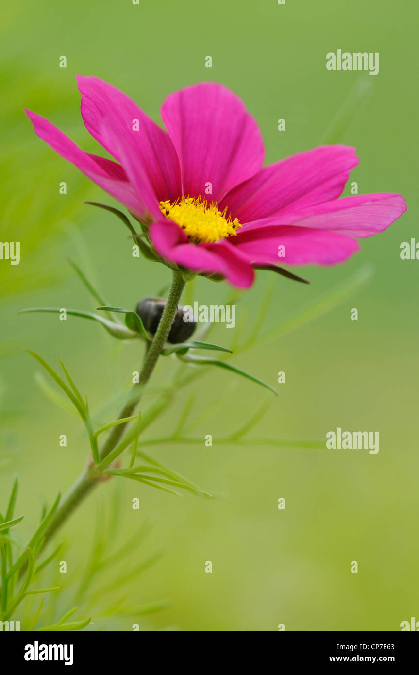 Cosmos Bipinnatus Sonata Carmine', Cosmos, rose, vert. Banque D'Images