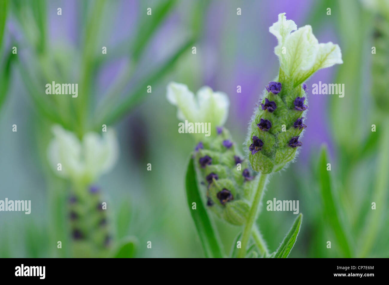 Lavandula stoechas 'Pretty Polly' , Lavande, lavande française, blanc. Banque D'Images