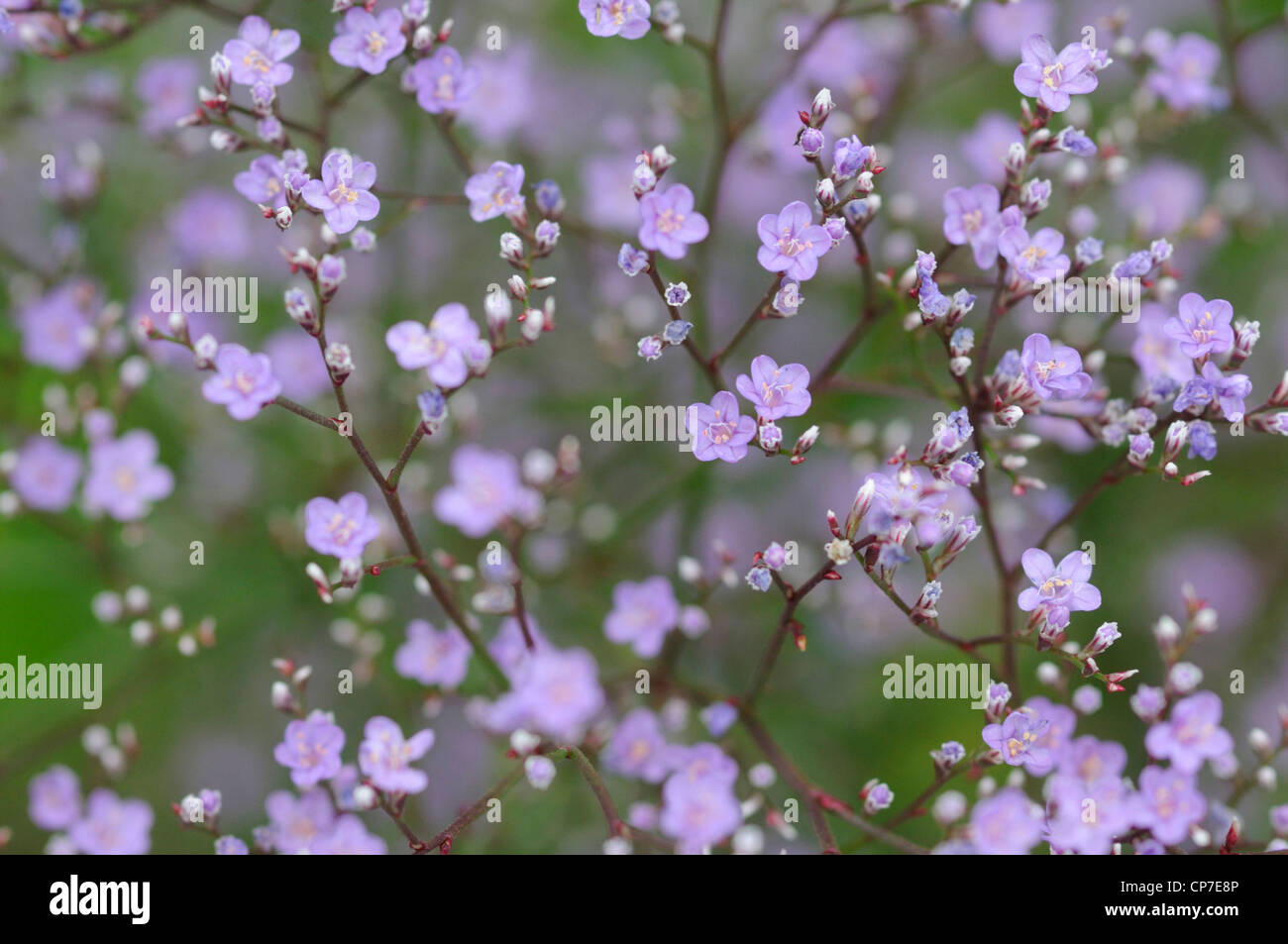 Cultivar de gypsophile, Gypsophila, Violet. Banque D'Images