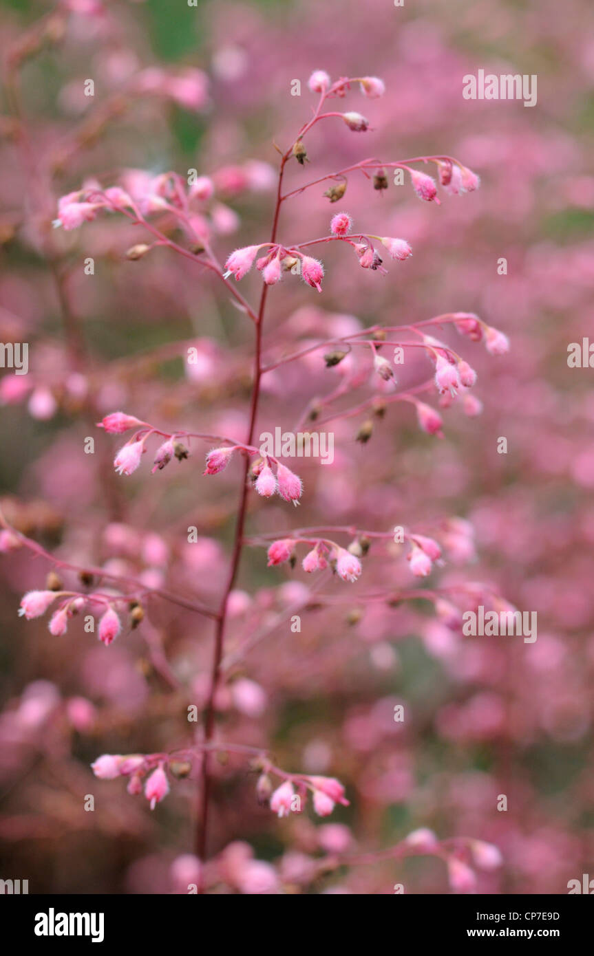 Heuchère cultivar, Coral bells, corail fleur, Rose. Banque D'Images