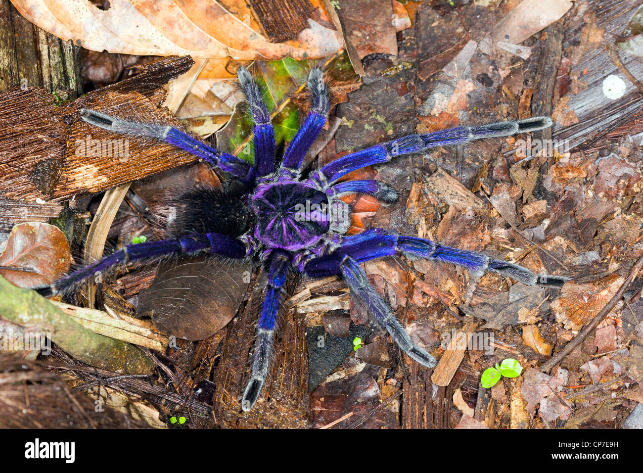 Mygale bleu Banque de photographies et d'images à haute résolution - Alamy