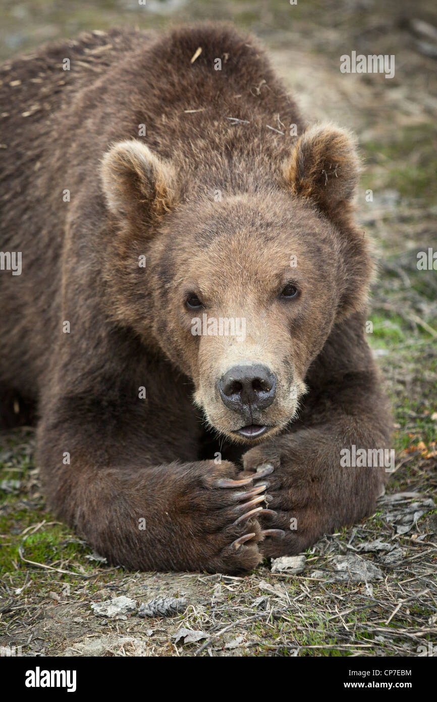 Mâle en captivité : L'ours brun kodiak cub resting avec pattes pliées ensemble, Alaska Wildlife Conservation Center, Alaska Banque D'Images