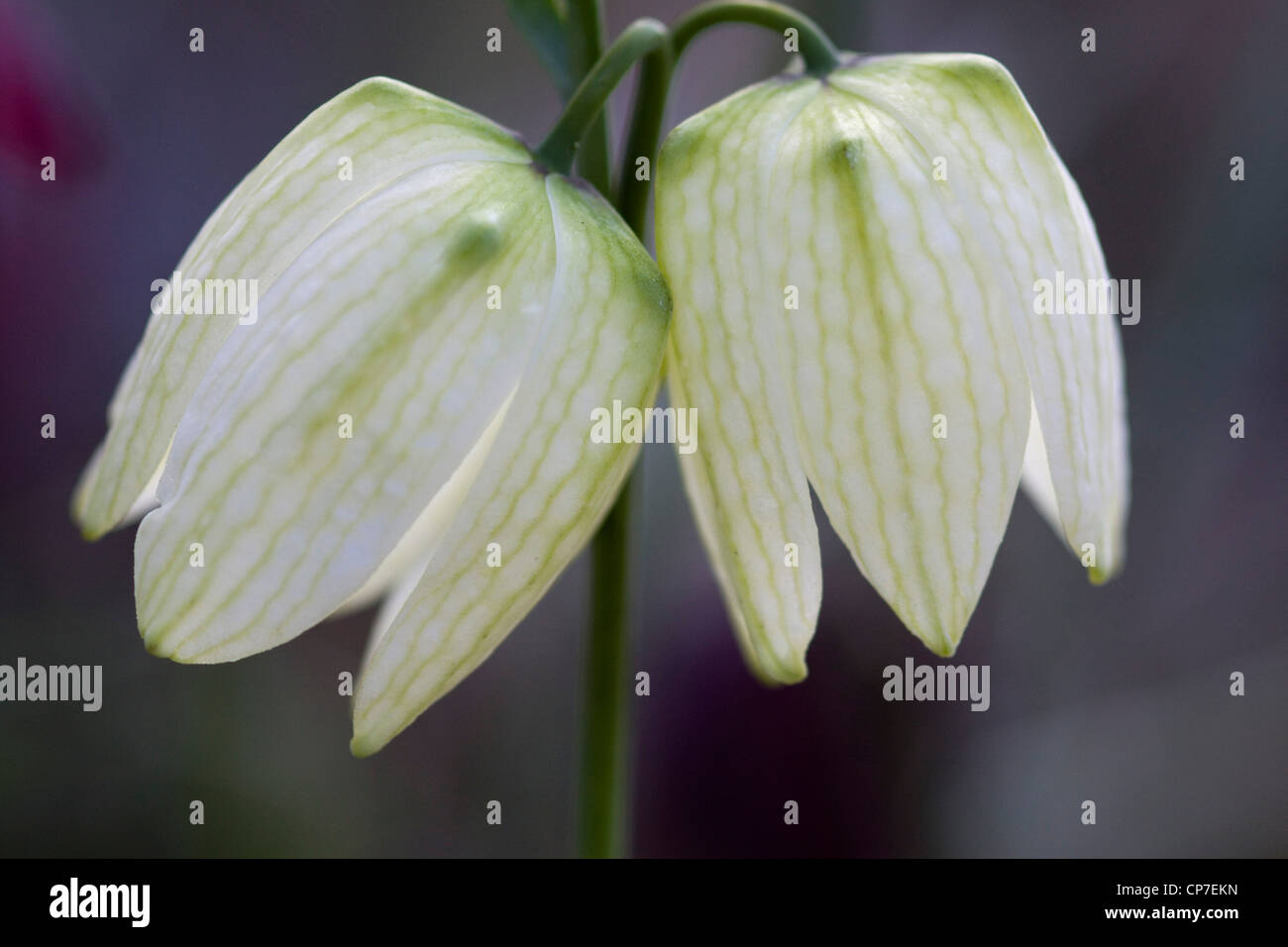 Fritillaria meleagris tête du serpent Fritillary DOF peu profondes dans une prairie de fleurs sauvages dans le Northamptonshire Banque D'Images