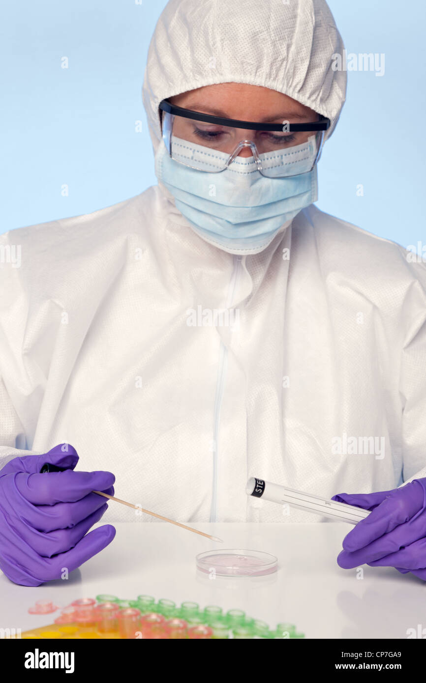 Photo d'un technicien de laboratoire en tenant une tige à partir d'une boîte de pétri. Banque D'Images