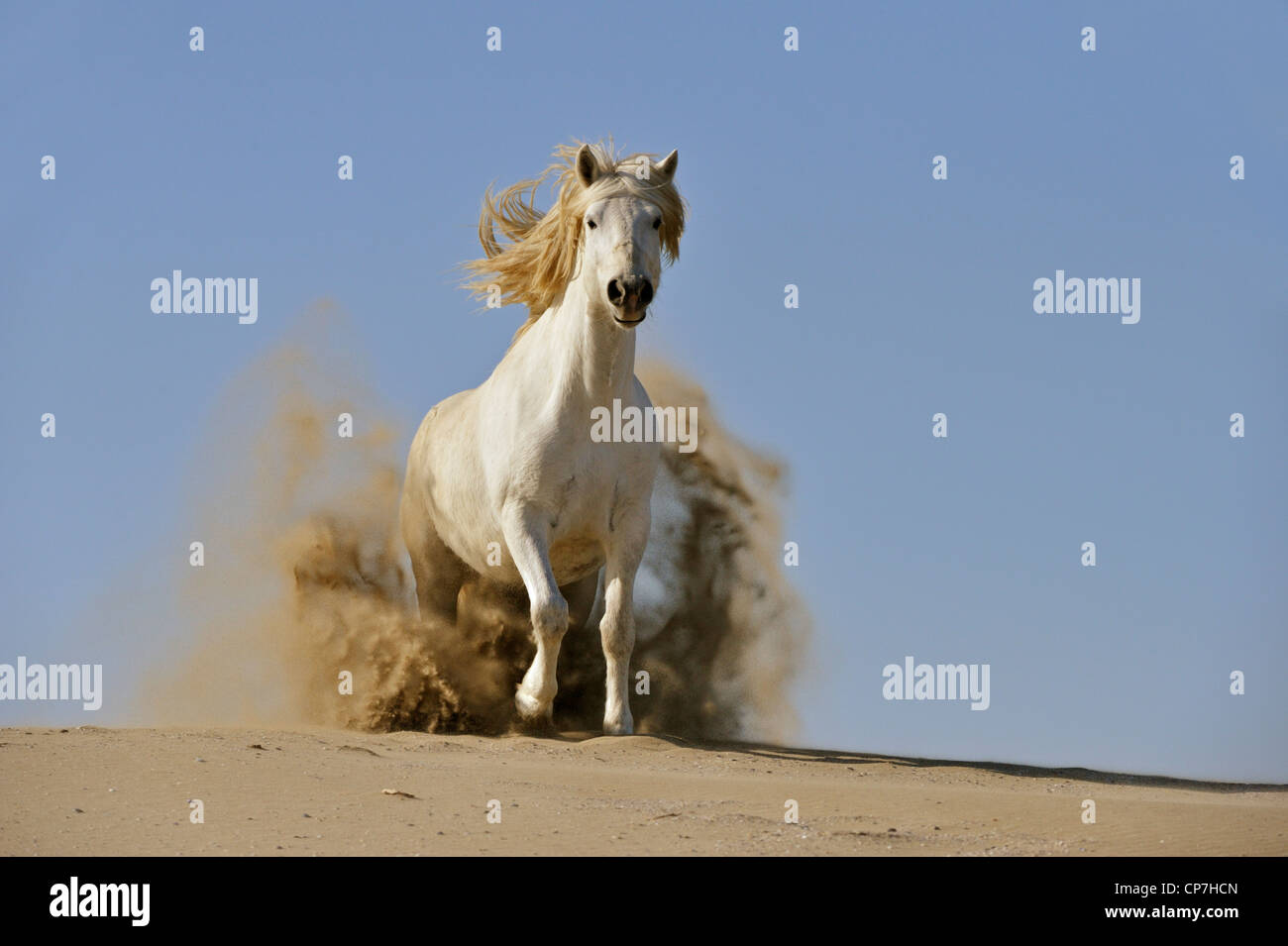 Cheval blanc dans la Camargue, France Banque D'Images