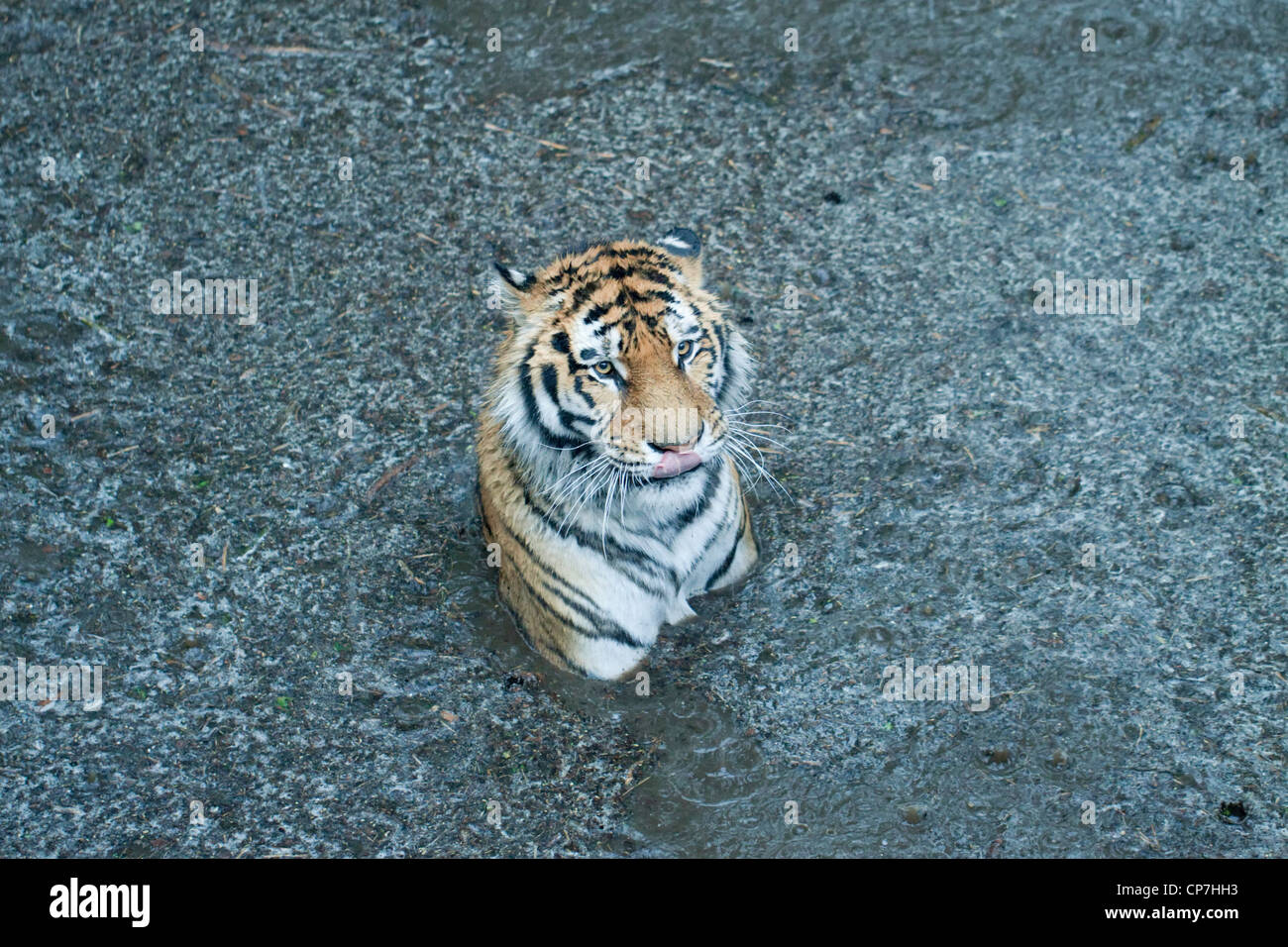 Tiger in rain Banque de photographies et d'images à haute résolution - Alamy