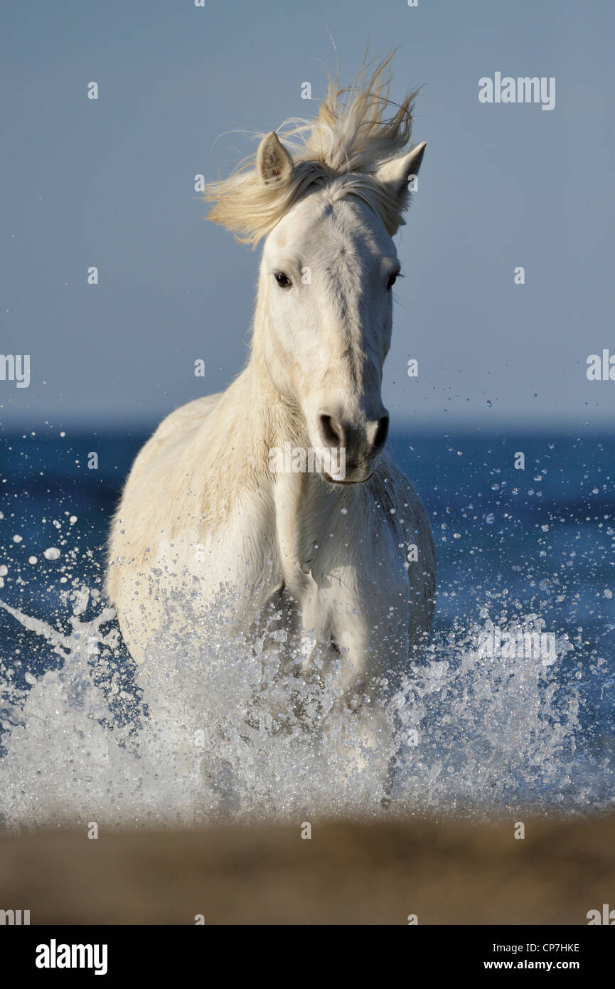 Cheval blanc dans la Camargue, France Banque D'Images