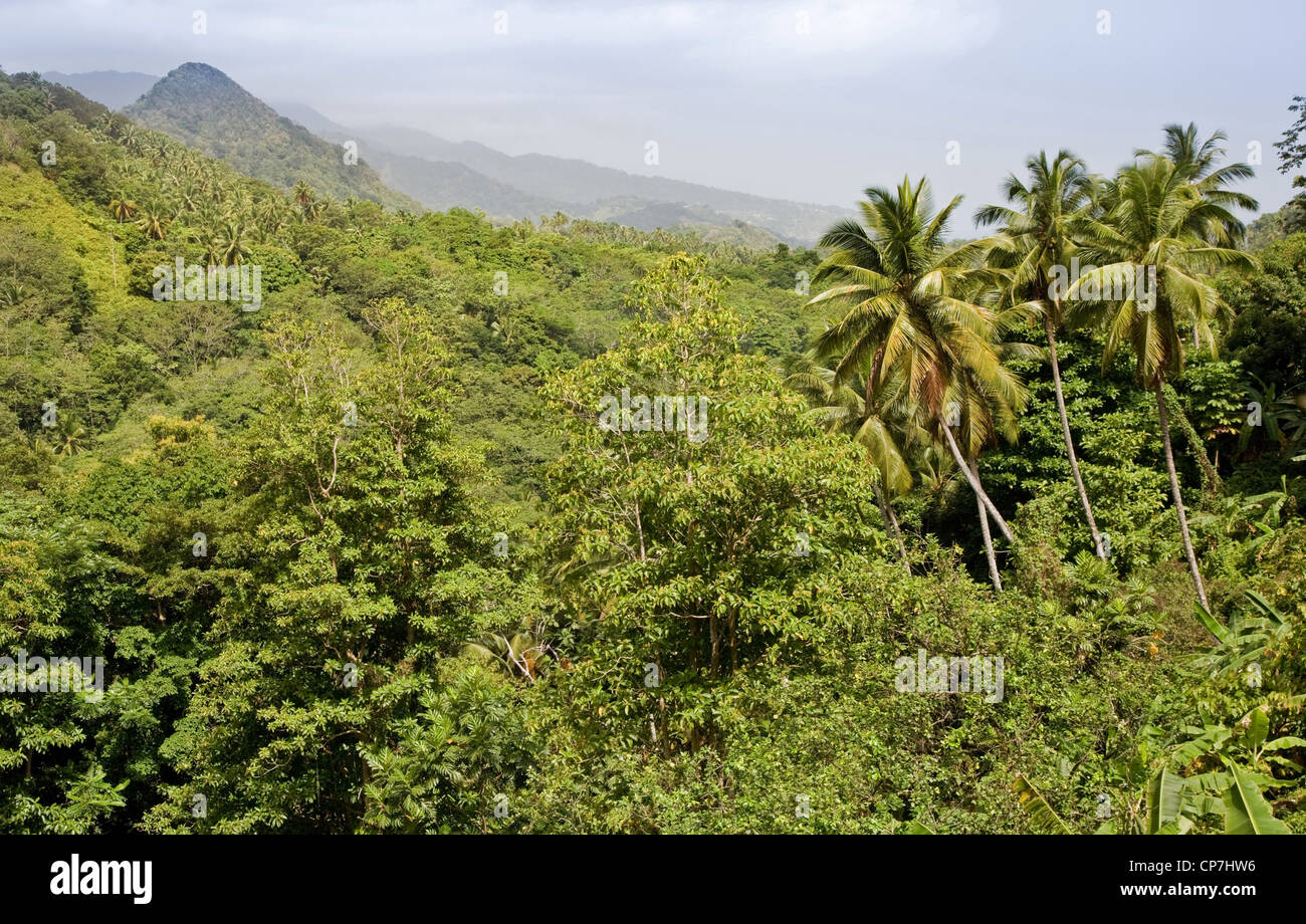 Collines couvertes de forêt sur les pentes du Morne Diablotin Dominique Banque D'Images