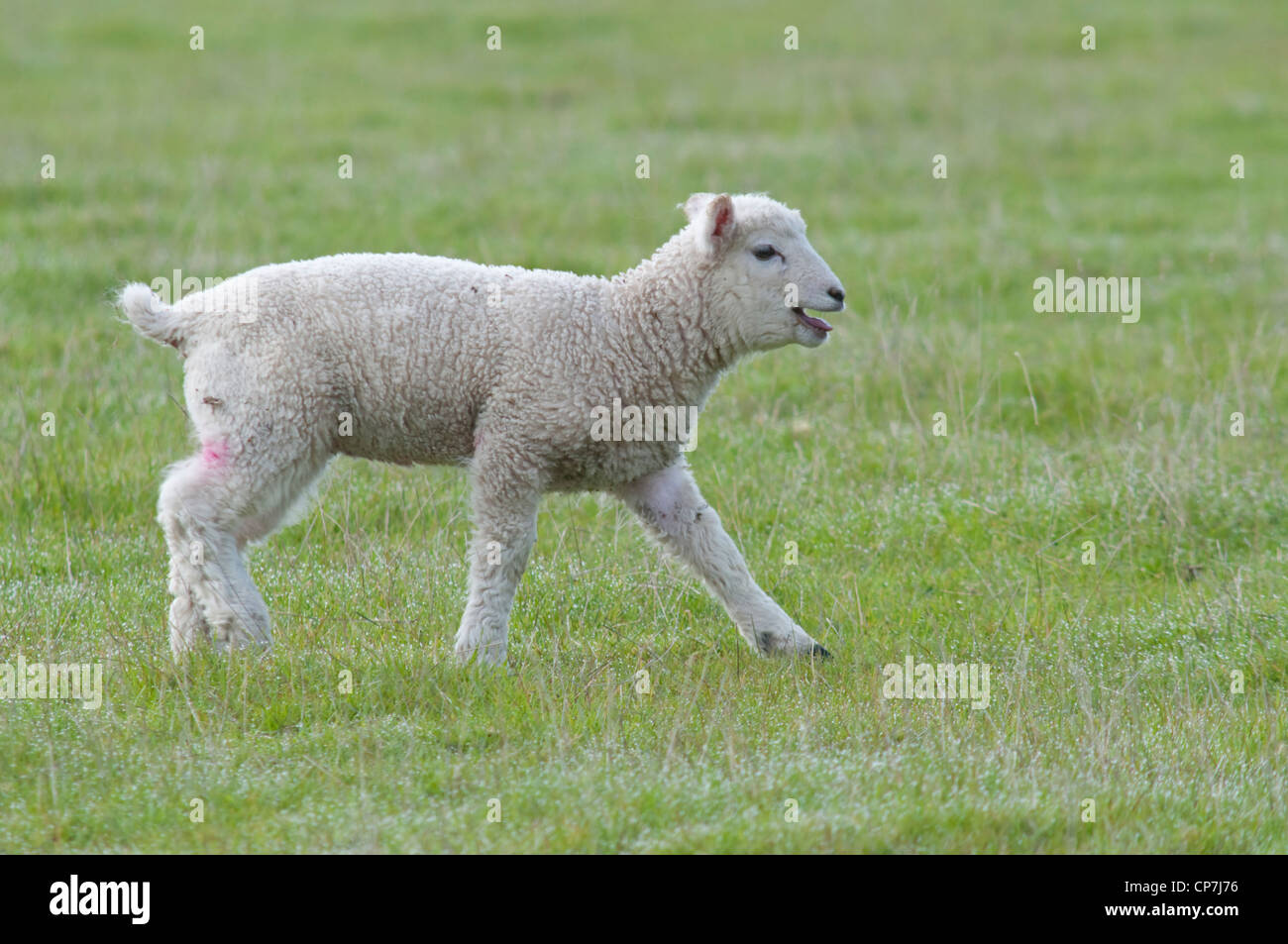 Dans le champ d'exécution de l'agneau, le seigle Harbour, Sussex Banque D'Images