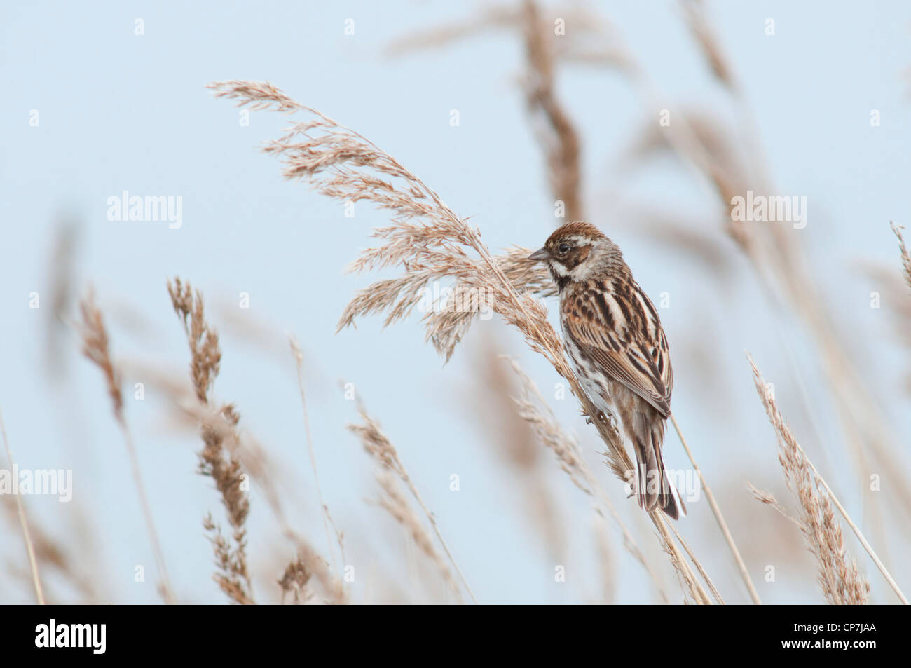 Reed Bunting femelle perché sur la tige de roseau tout en se nourrissant de graines, Dungeness RSPB, Kent, England, UK Banque D'Images