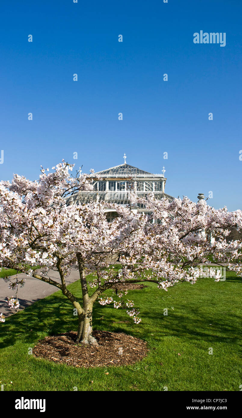 Tree laden avec fleur de printemps et bâtiment victorien répertorié 1 Maison tempérés Royal Botanic Gardens Kew London angleterre Europe Banque D'Images