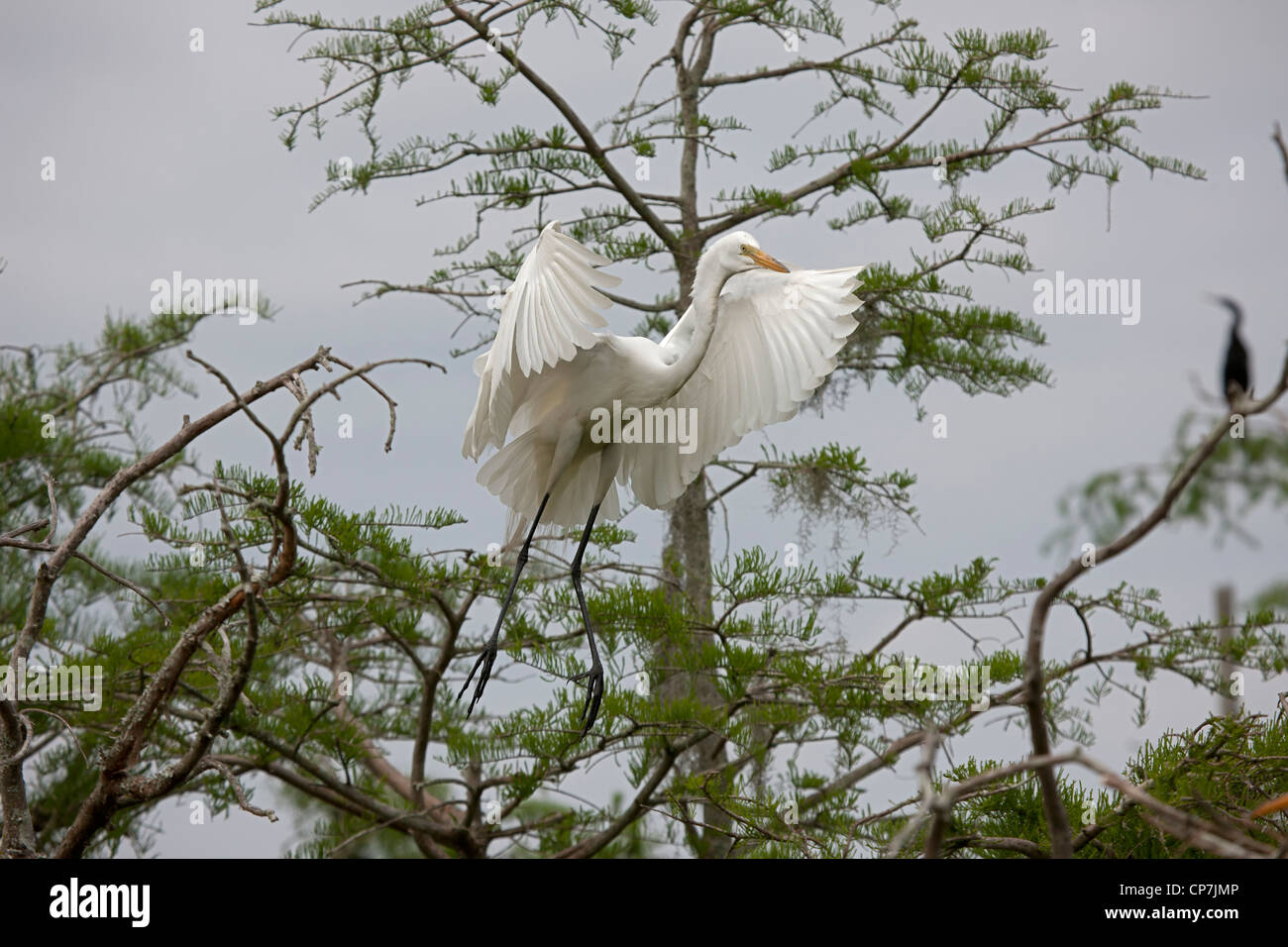 Grande Aigrette (Casmerodius albus) - En vol - Louisiane - USA - distingue de la plupart des autres hérons par blanc grande taille Banque D'Images