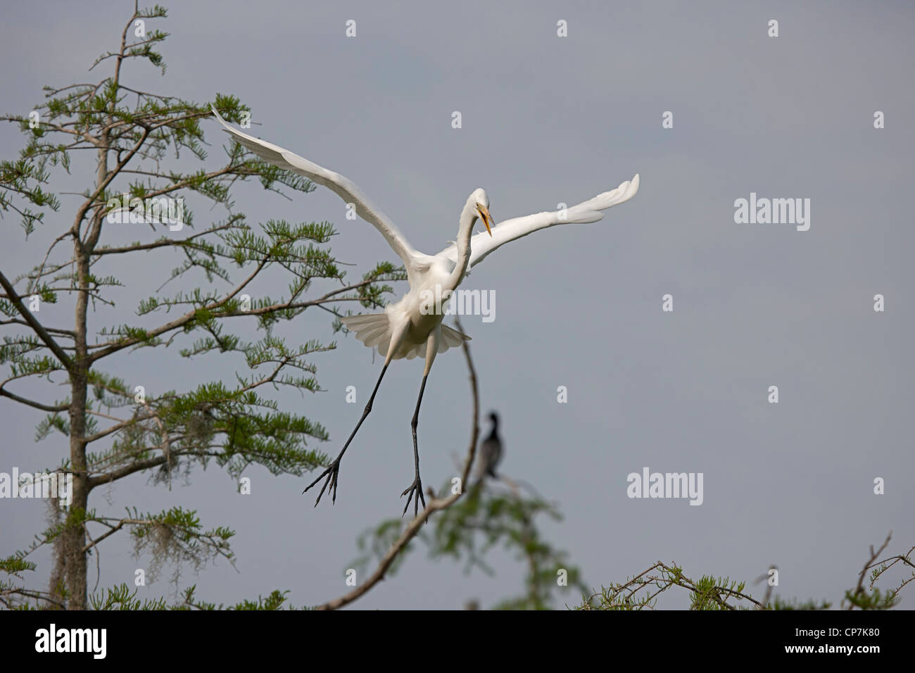 Grande Aigrette (Casmerodius albus) - En vol - Louisiane - USA - distingue de la plupart des autres hérons par blanc grande taille Banque D'Images