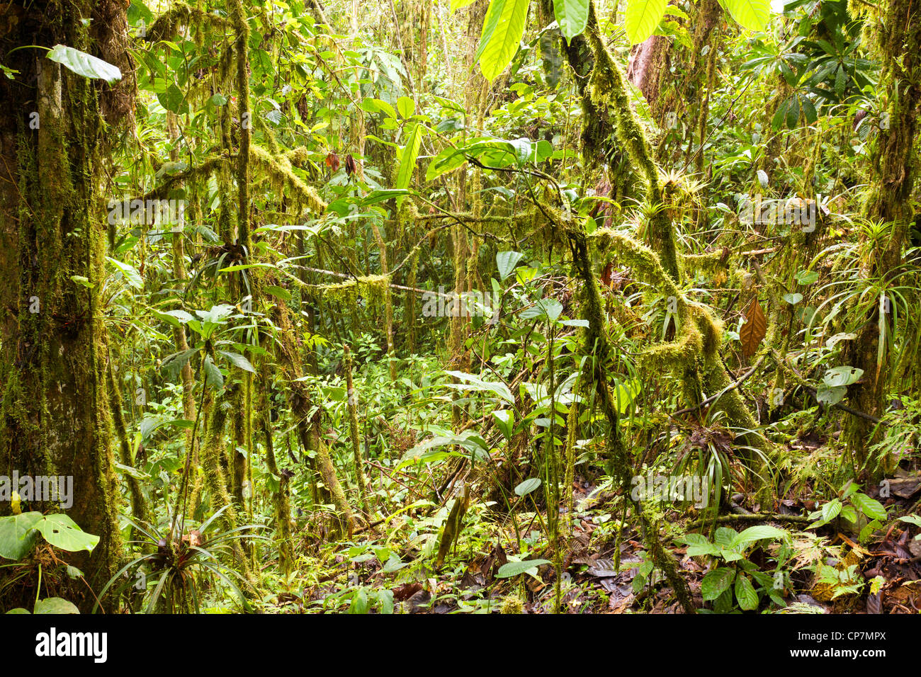 De l'intérieur sur les zones côtières humides cloudforest dans l'ouest de l'Équateur Banque D'Images