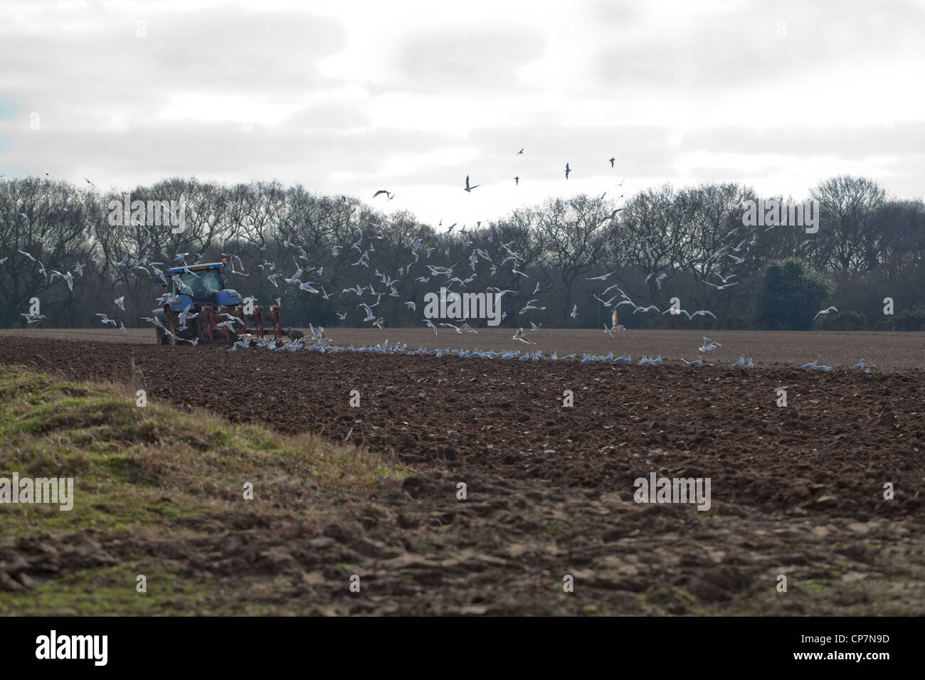 Les goélands à tête noire (Larus ridibunda), tracteur charrue. Ingham, Norfolk. La préparation du sol pour une culture de la betterave à sucre. Banque D'Images