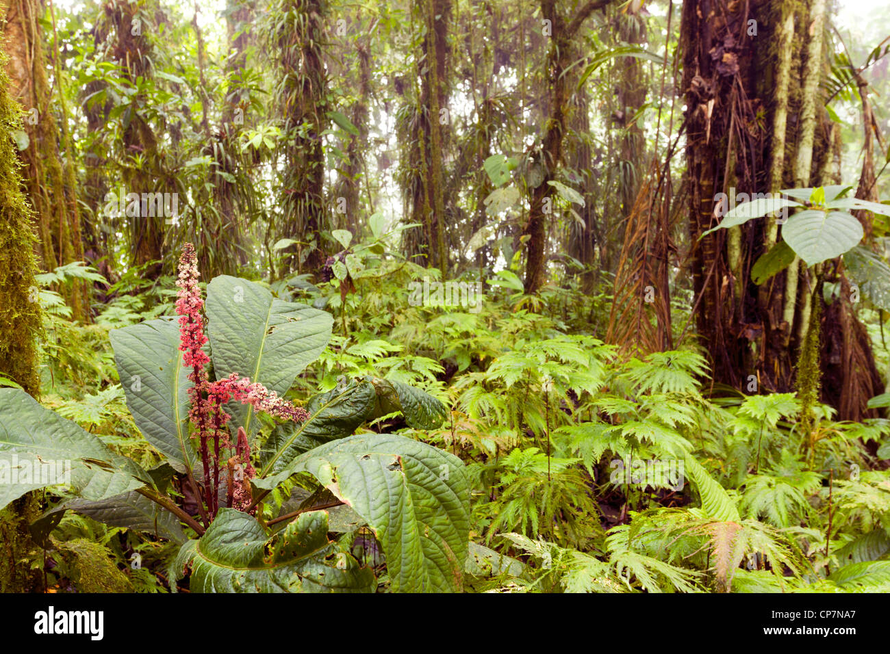 De l'intérieur sur les zones côtières humides cloudforest dans l'ouest de l'Équateur Banque D'Images