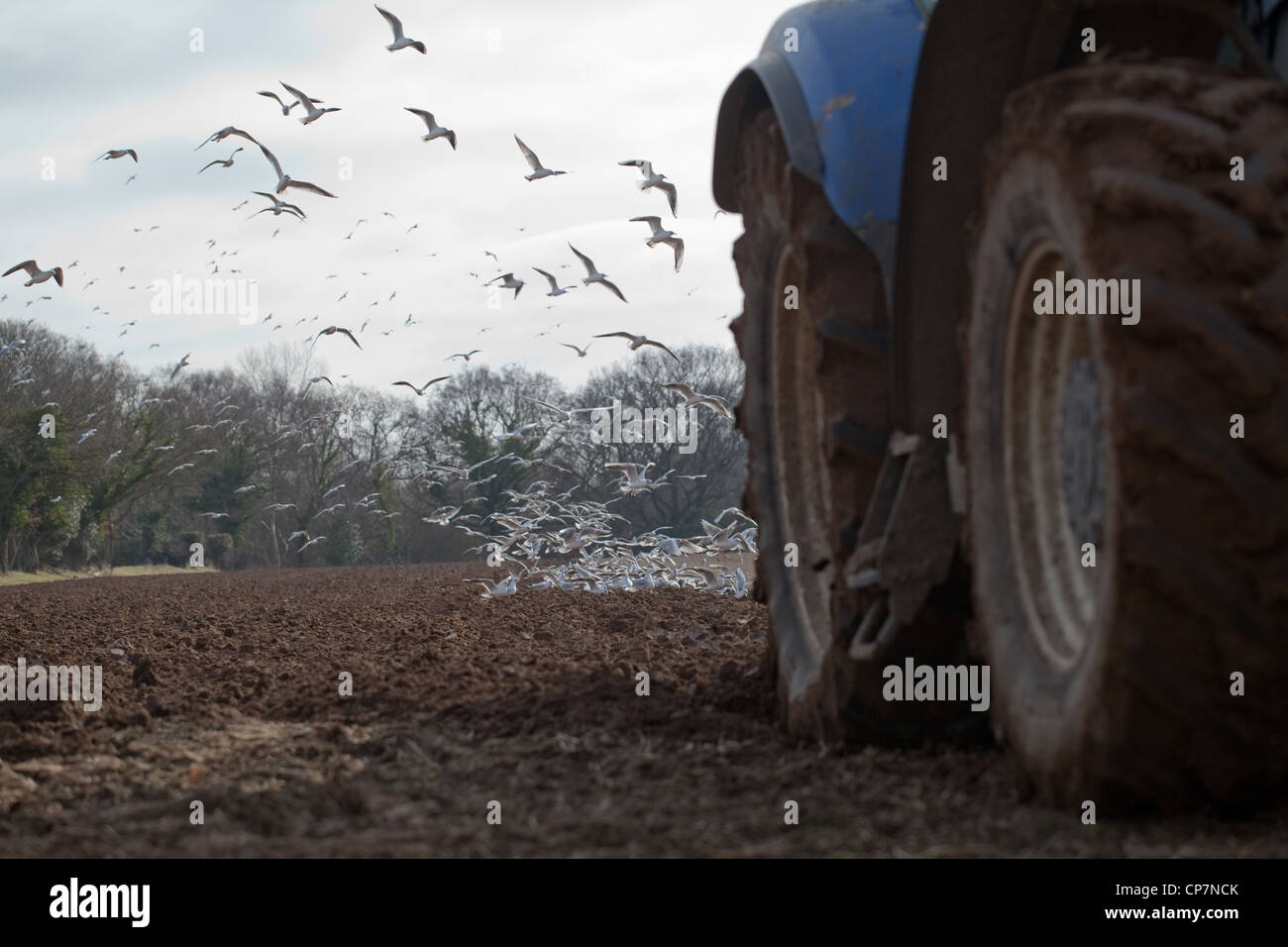 Les goélands à tête noire (Larus ridibunda), tracteur charrue. Ingham, Norfolk. La préparation du sol pour une culture de la betterave à sucre. Banque D'Images