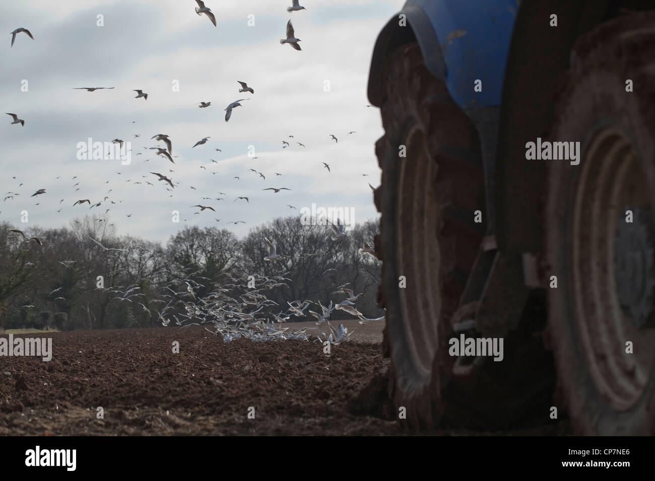 Les goélands à tête noire (Larus ridibunda), tracteur charrue. Ingham, Norfolk. La préparation du sol pour une culture de la betterave à sucre. Banque D'Images