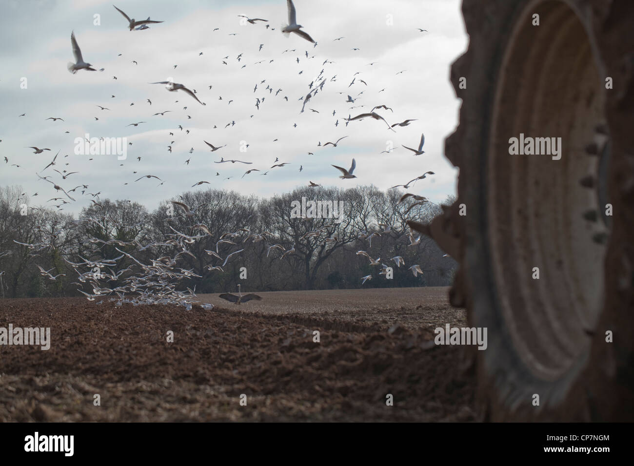 Les goélands à tête noire (Larus ridibunda), tracteur charrue. Ingham, Norfolk. La préparation du sol pour une culture de la betterave à sucre. Banque D'Images