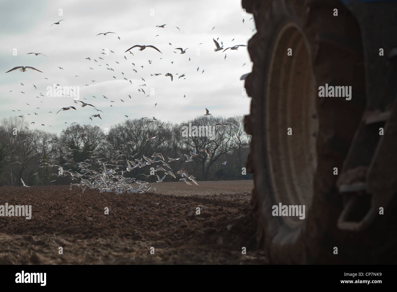 Les goélands à tête noire (Larus ridibunda), tracteur charrue. Ingham, Norfolk. La préparation du sol pour une culture de la betterave à sucre. Banque D'Images