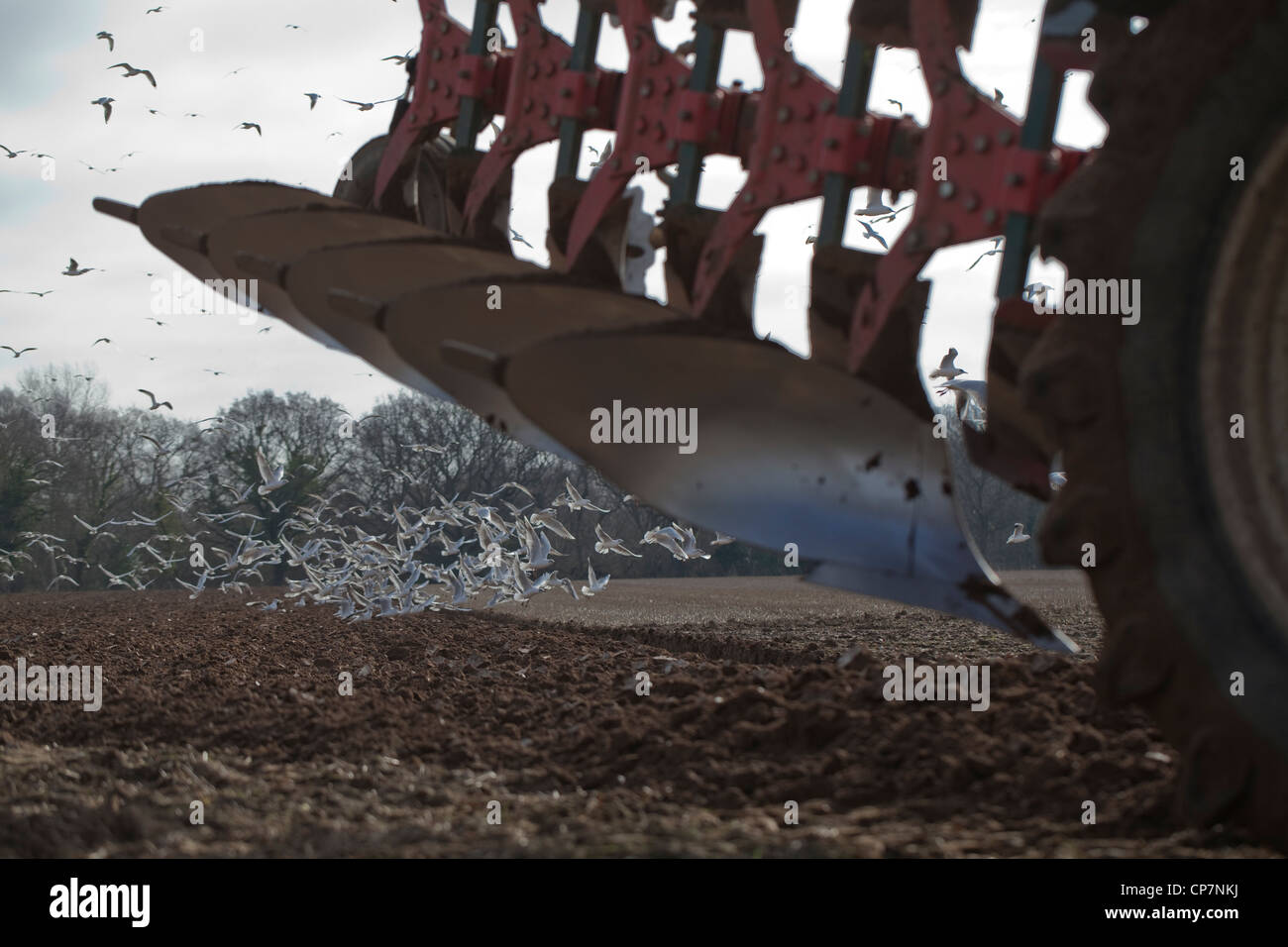 Les goélands à tête noire (Larus ridibunda), tracteur charrue. Ingham, Norfolk. La préparation du sol pour une culture de la betterave à sucre. Banque D'Images