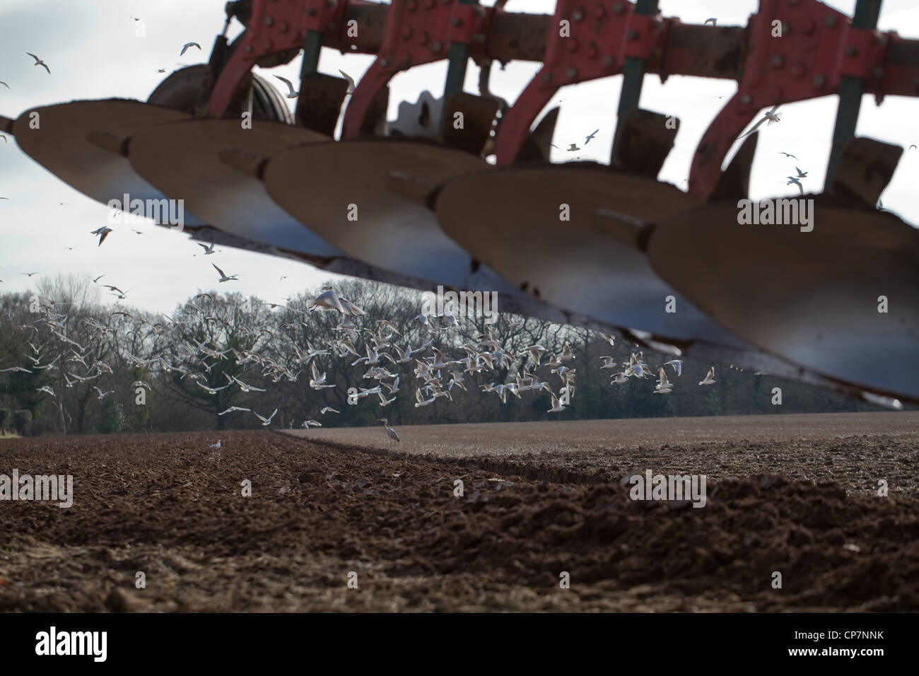 Les goélands à tête noire (Larus ridibunda), tracteur charrue. Ingham, Norfolk. La préparation du sol pour une culture de la betterave à sucre. Banque D'Images