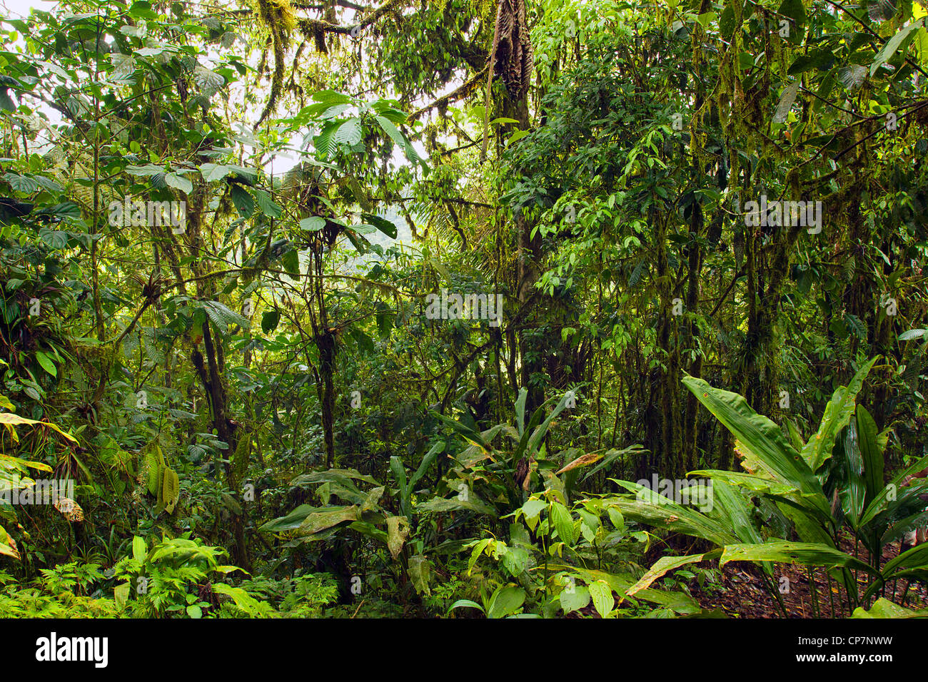 De l'intérieur sur les zones côtières humides cloudforest dans l'ouest de l'Équateur Banque D'Images