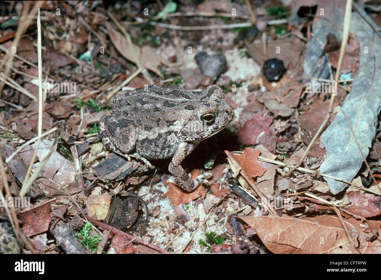 Le crapaud de fowler (Bufo woodhousii fowleri : Bufonidae) dans la région de Woodland, S. Carolina USA Banque D'Images