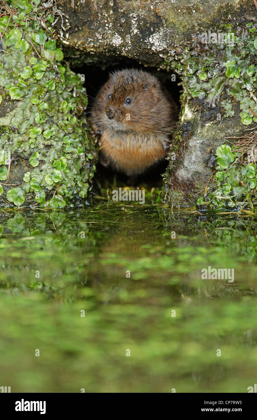Le campagnol de l'eau. Arvicola terrestris Banque D'Images