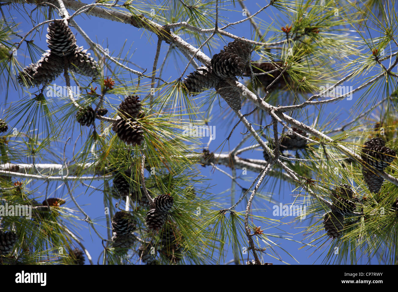 Arbre avec des pommes de pin, TURQUIE 15 Avril 2012 Banque D'Images