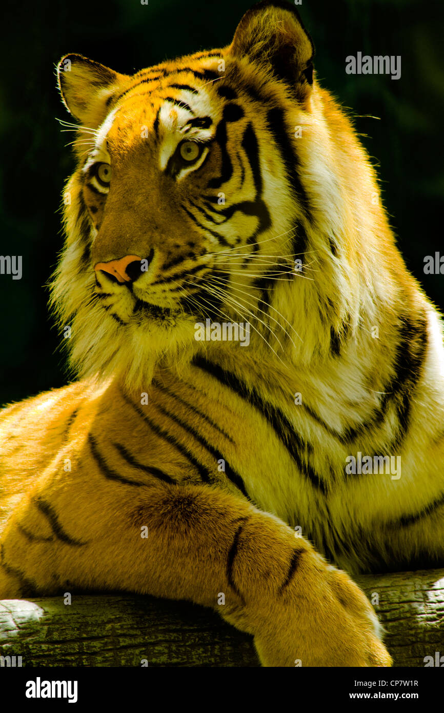 Tiger à prier à Banque D'Images