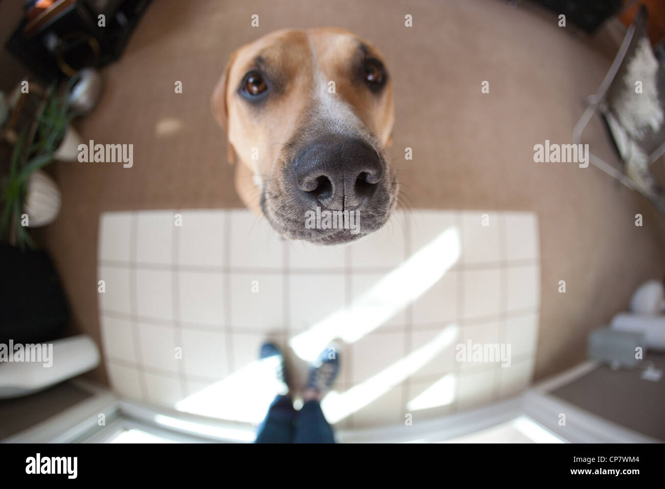 Vue d'un objectif Fisheye pitbull chien assis contre la mendicité et le propriétaire pour un festin. Banque D'Images