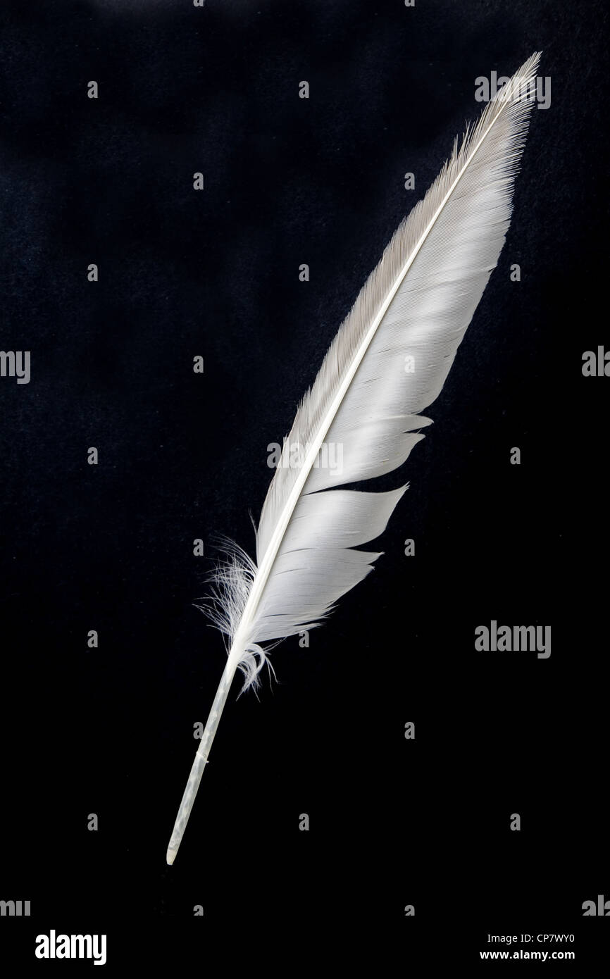 Une plume blanche, Plume Banque D'Images