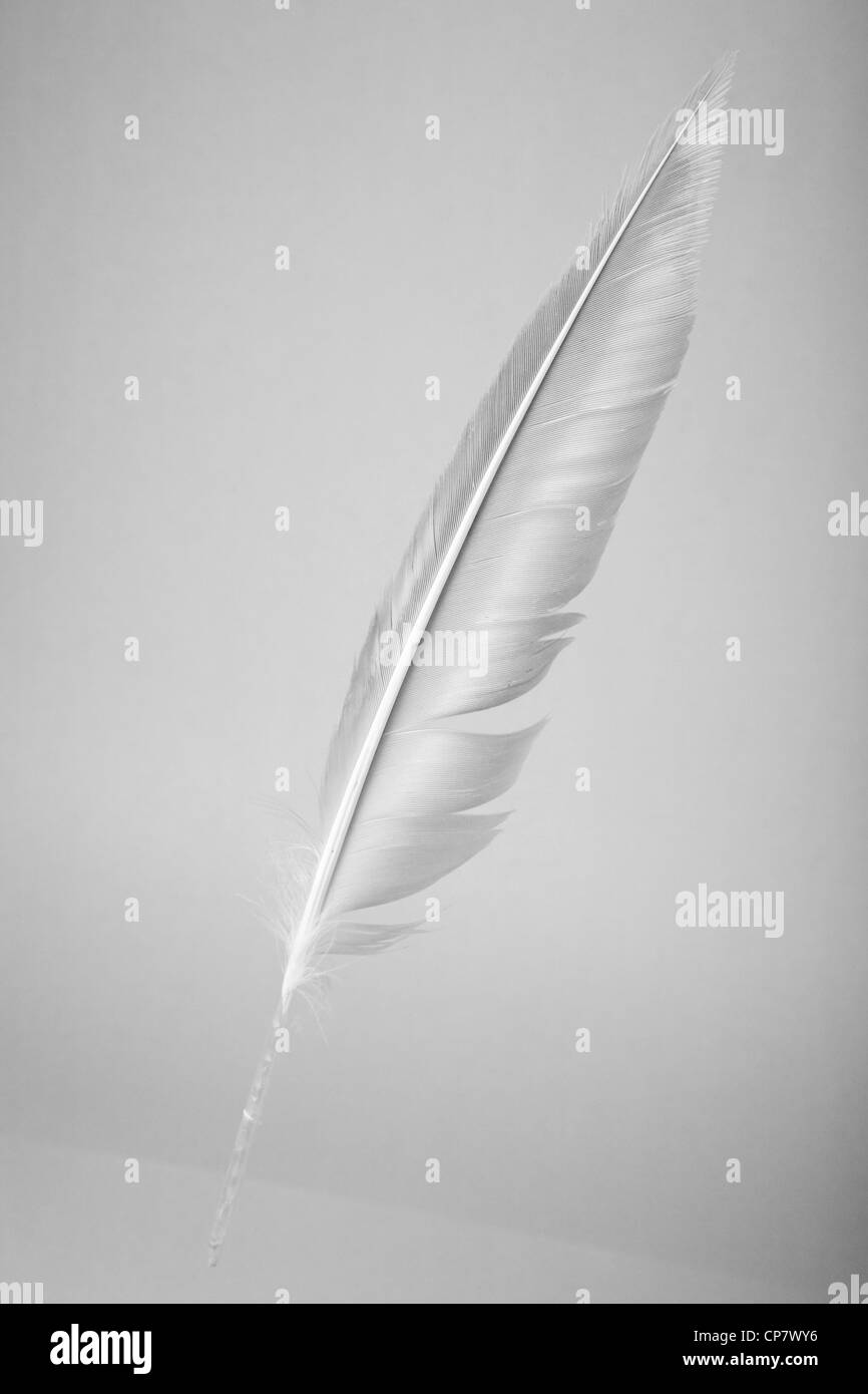 Feather en gris, Plume Banque D'Images