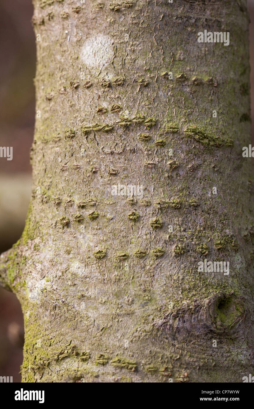 Le houx (Ilex aquifolium). Tronc montrant encerclant cicatrices guéries Pic de loi.(grand) Debdrocorpus Banque D'Images