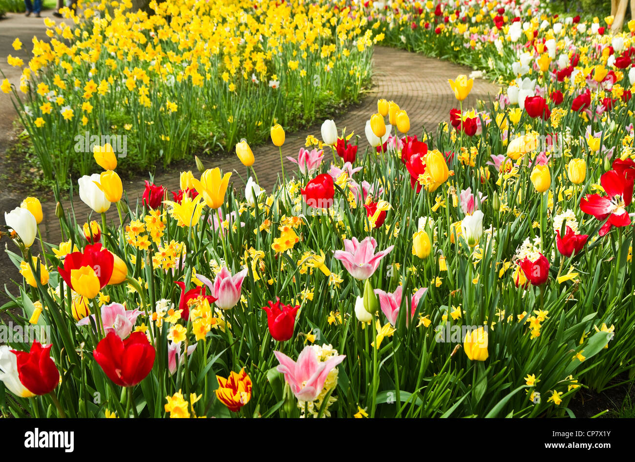 Jonquilles et tulipes colorées dans beaucoup de couleurs dans le parc au printemps Banque D'Images