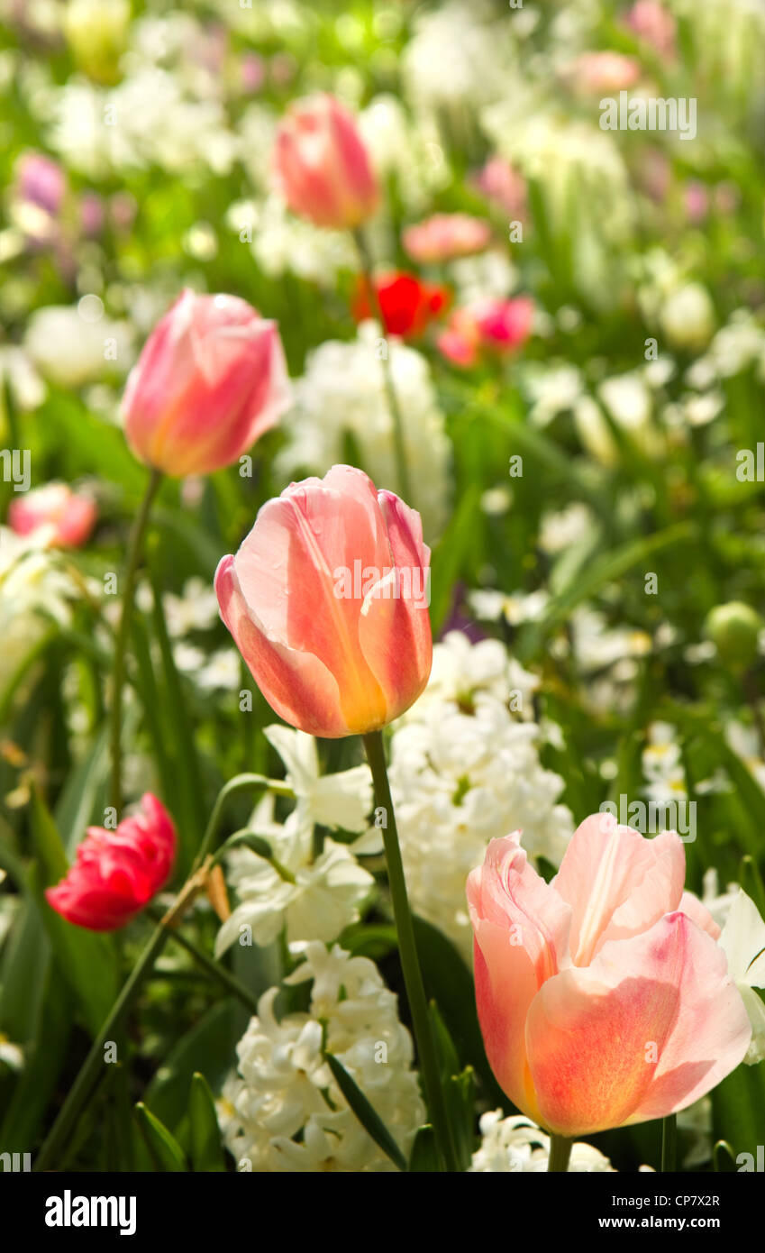 Les tulipes et les jonquilles en blanc et pastelcolors au printemps background Banque D'Images