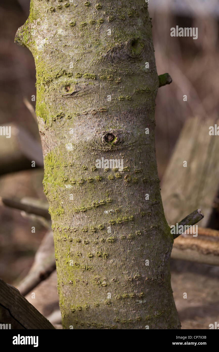Le houx (Ilex aquifolium). Tronc montrant encerclant cicatrices guéries Pic de loi.(grand) Debdrocorpus Banque D'Images