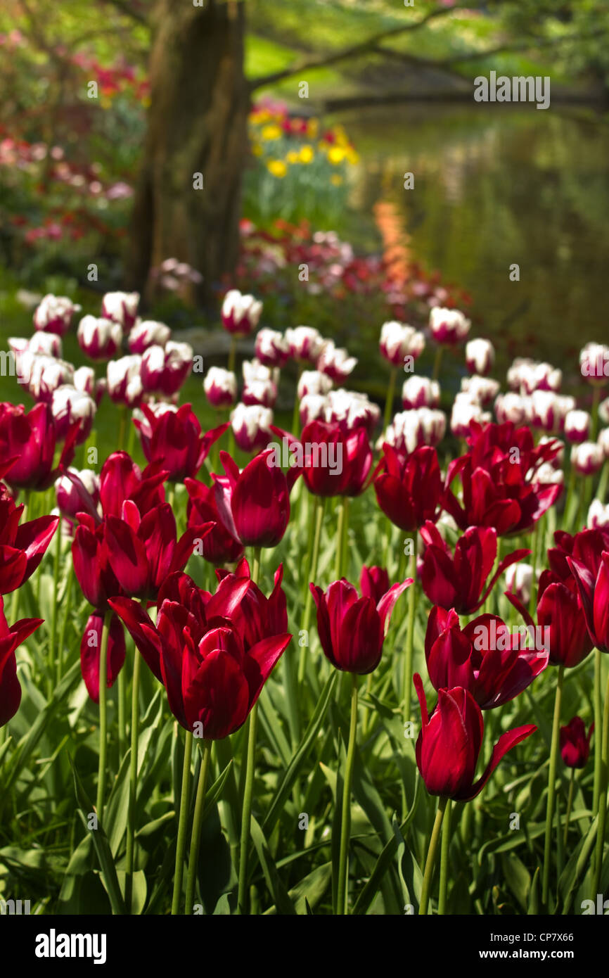 Tulipes rouges et blancs de Bourgogne au printemps au bord de l'eau Banque D'Images