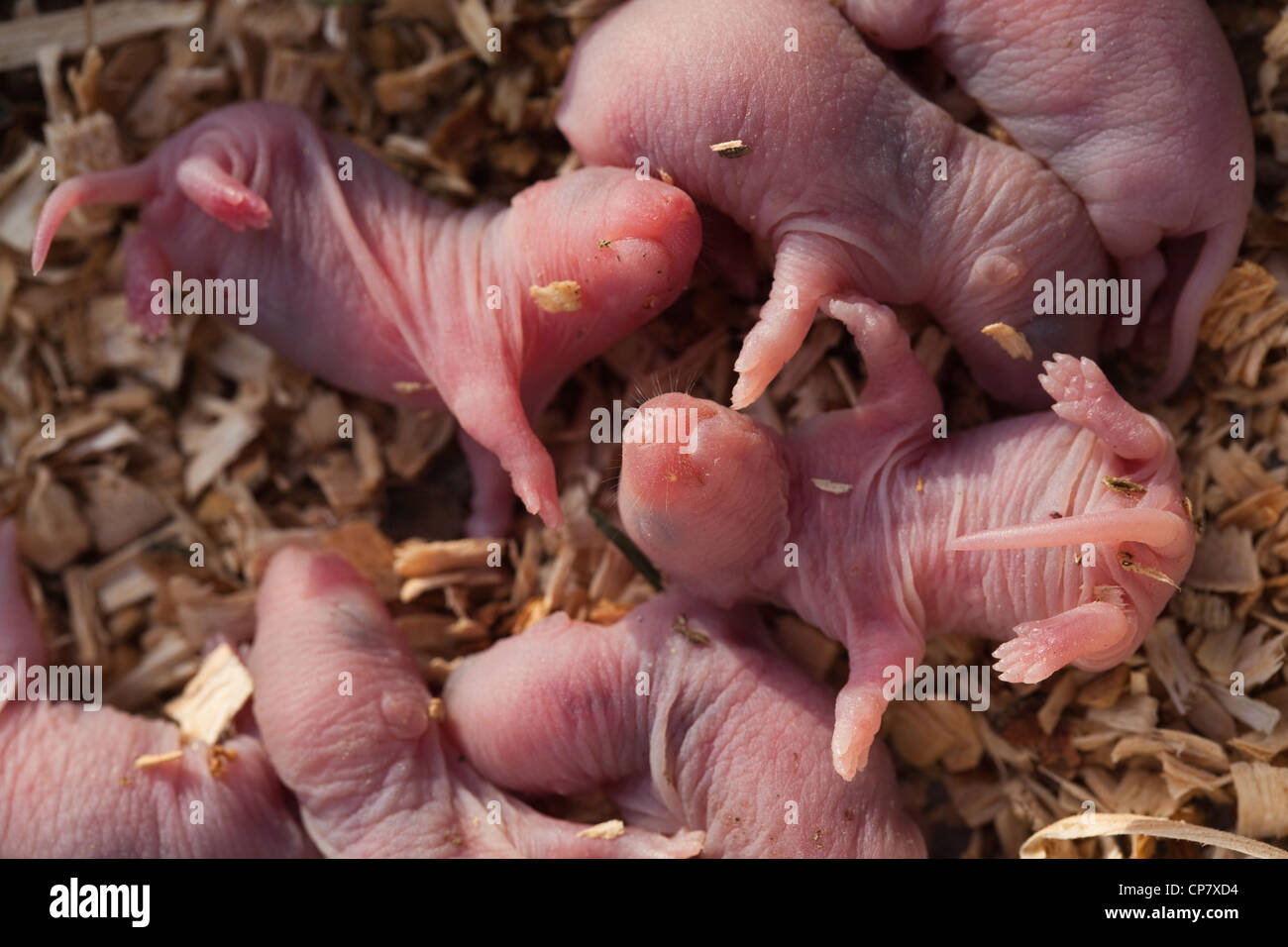 Le Rat Brun Rattus Norvegicus Heures Ou Petits Bebes Aveugles Photo Stock Alamy Le Rat Brun Rattus Norvegicus Heures Ou Petits Bebes Aveugles Photo Stock Alamy