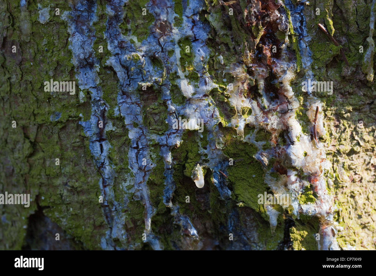 L'épinette de Norvège (Picea abies). Trunk avec résine fonctionnant en bas à partir d'un point de dommage. Banque D'Images