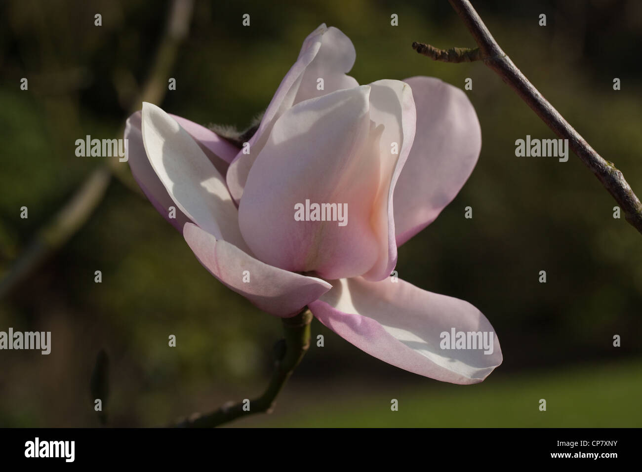 Fleur de Magnolia. Banque D'Images