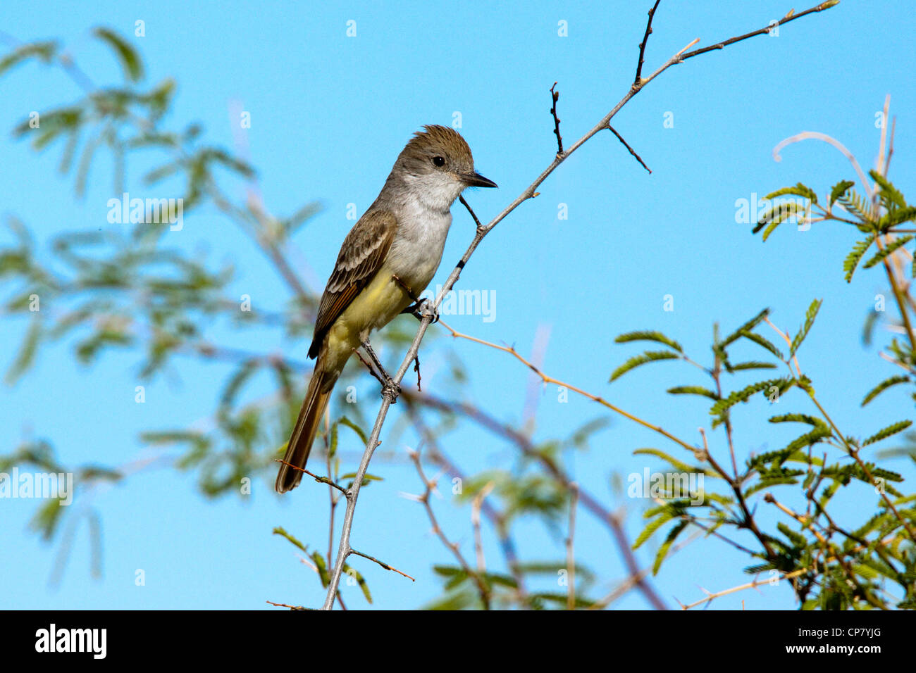 Ash-throated Flycatcher Myiarchus cinerascens Tucson, comté de Pima, Arizona, United States 21 avril des profils Tyrannidae Banque D'Images