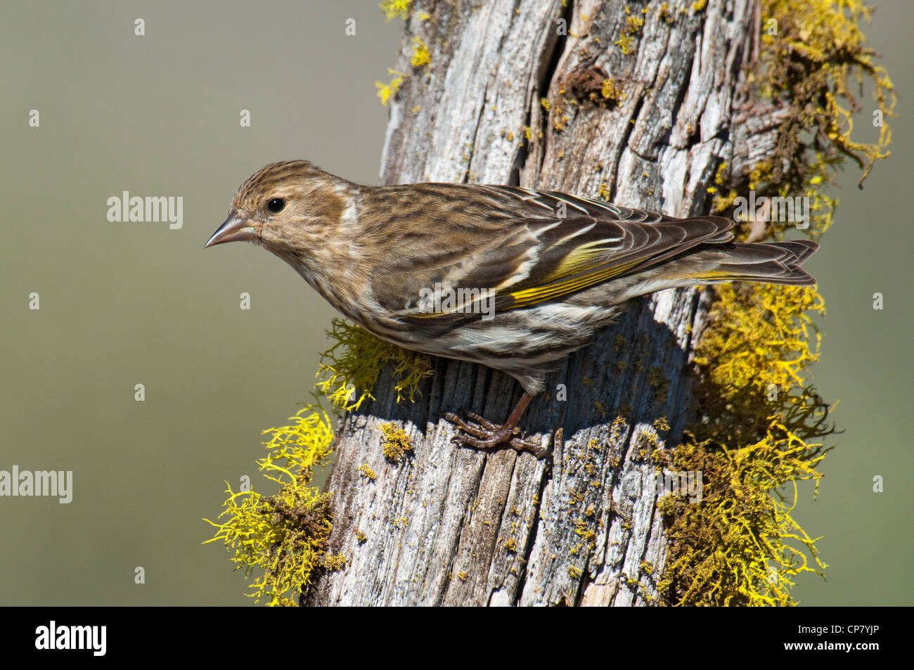 Tarin des pins Carduelis pinus Dorris, California, United States 10 mai Hot Fringillidae Banque D'Images