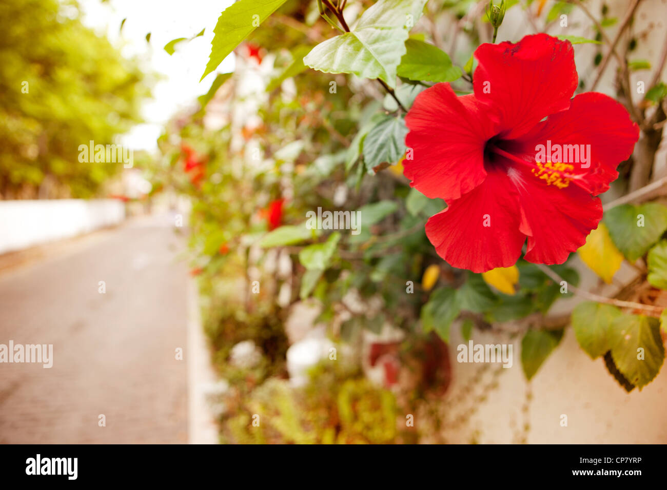 Fleur ET RETOUR RUE ST. AUGUSTINE FLORIDA VILLE HISTORIQUE Ville plus ancienne ville de l'AMÉRIQUE VOYAGE URBAIN ST SAINT AUGUSTINE FL USA AMEI Banque D'Images