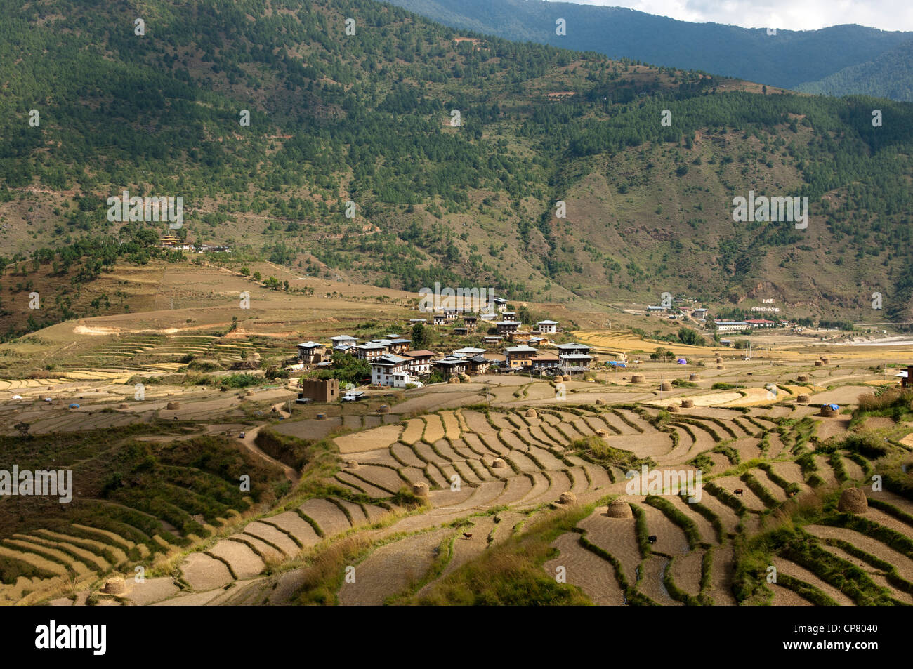 Sopsokha inmidst le village de parcelles de riz en terrasses, le Bhoutan Banque D'Images