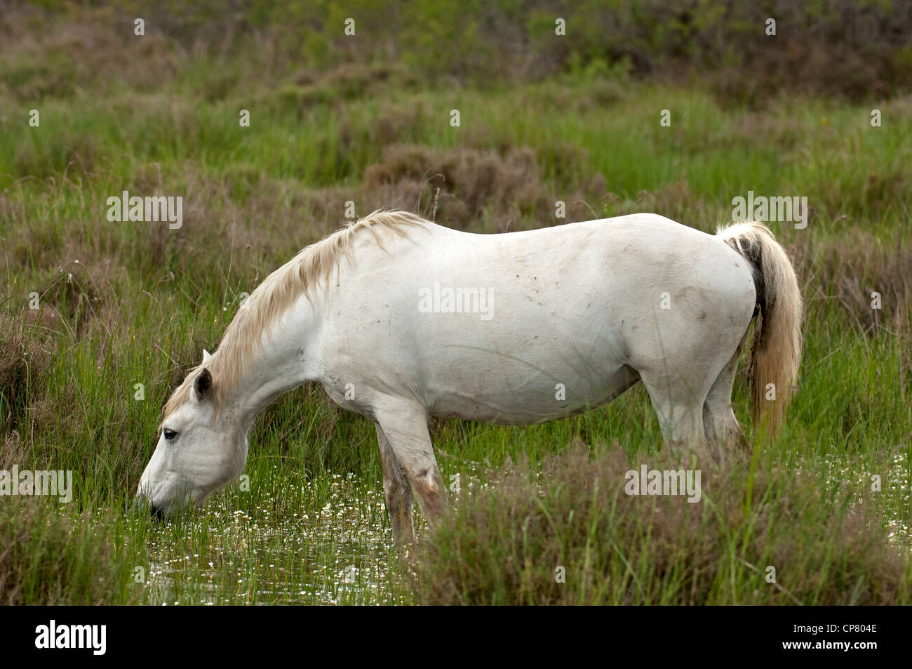 Semi-sauvages cheval Camargue dans une zone humide, Camargue, France Banque D'Images